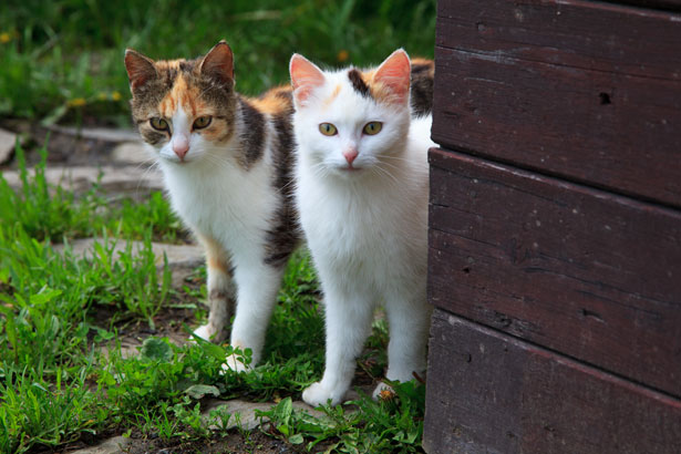 cat