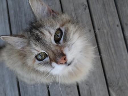 cat