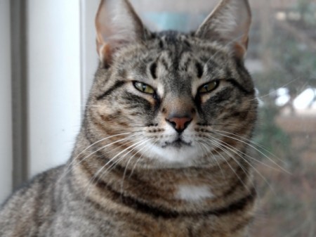 cat