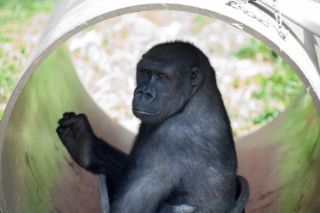 gorilla