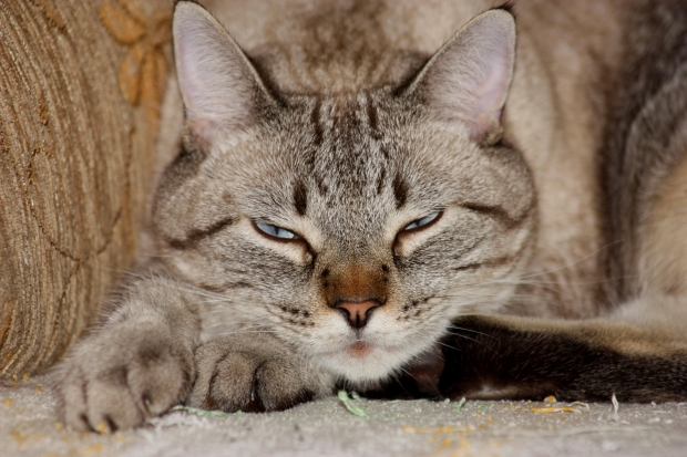 cat
