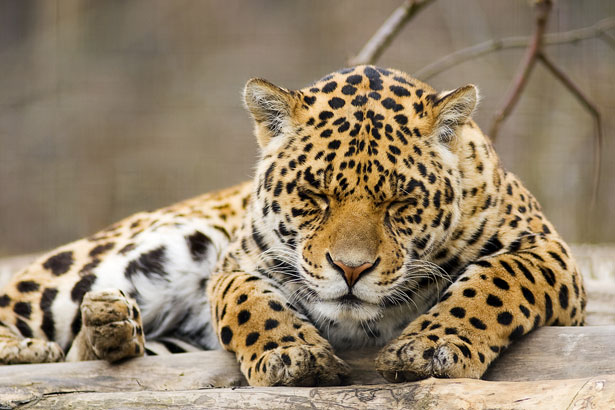 sieste