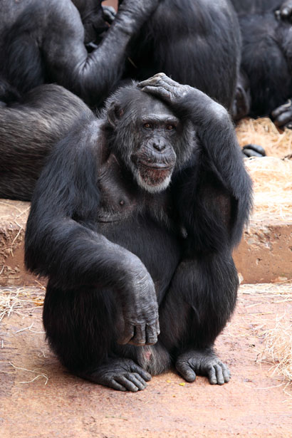 monkey