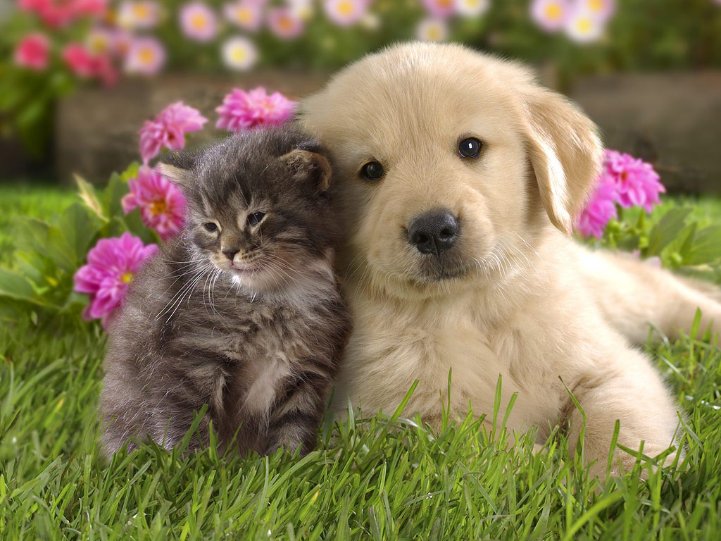 犬&猫