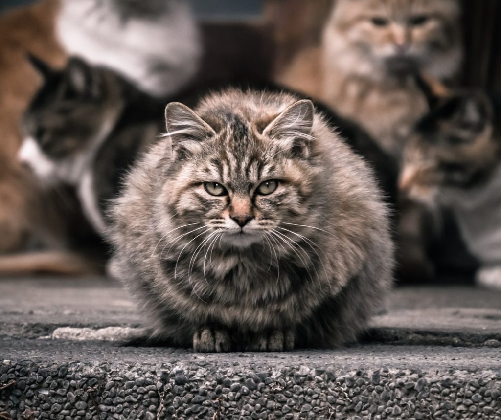 猫